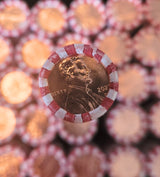 2025 D Lincoln Penny Roll SEALED - Last Year of Issue